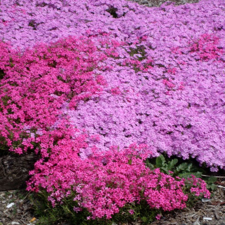 Close-up of pink phlox flowers on Emerald Pink Creeping Phlox blooming in early spring to late spring.