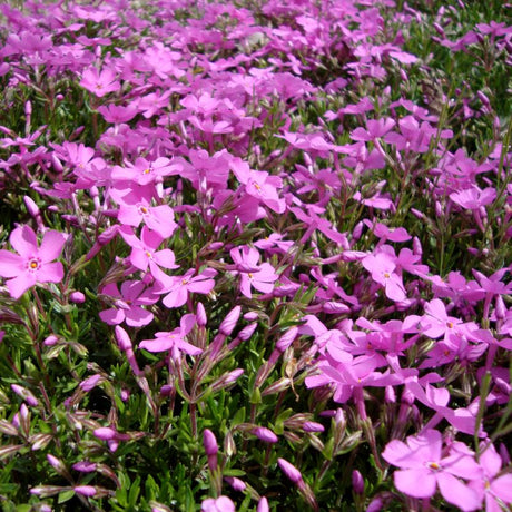 Emerald Pink Creeping Phlox (Phlox subulata 'Emerald Pink'), a perennial featuring pink flowers and perennial.