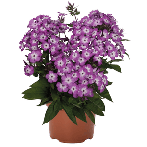 Flame Pro Purple Phlox Full Bloom