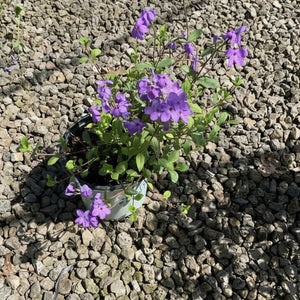 A potted Sherwood Purple Creeping Phlox (Phlox stolonifera) in a small white nursery pot, sitting on a gravel bed with other native plant pots visible. The plant is in full bloom with abundant clusters of rich purple flowers and green leaves.