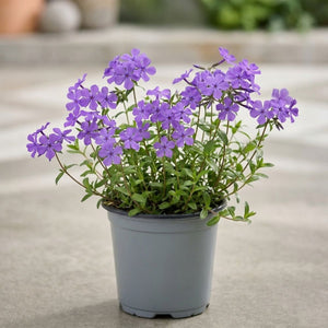 A vibrant Sherwood Purple Creeping Phlox (Phlox stolonifera) in a nursery pot, featuring clusters of deep purple five-petaled flowers and lush green foliage against a clean, neutral background.