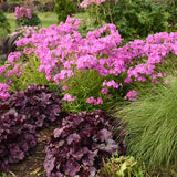 Opening Act Ultrapink Hybrid Phlox