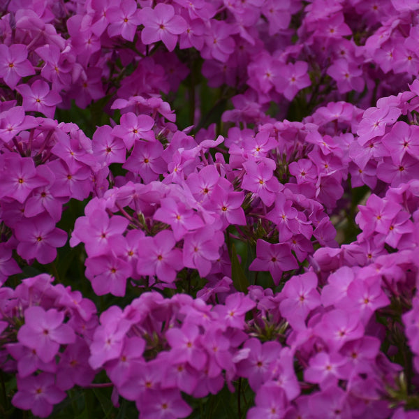 Opening Act Ultrapink Hybrid Phlox