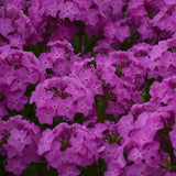 Opening Act Ultrapink Hybrid Phlox