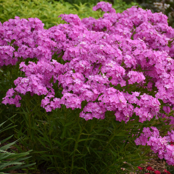 Opening Act Ultrapink Hybrid Phlox