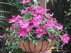hanging basket clematis plants Picardy™ Clematis