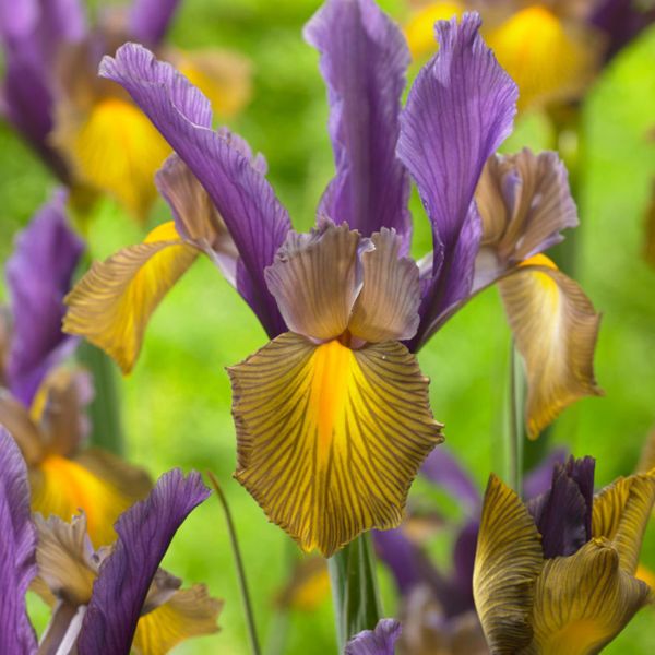Picasso Dutch Iris