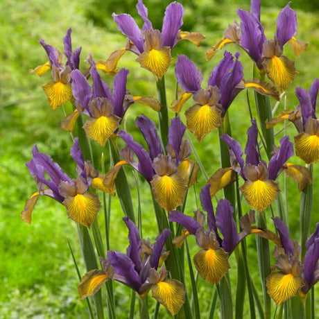 Picasso Dutch Iris