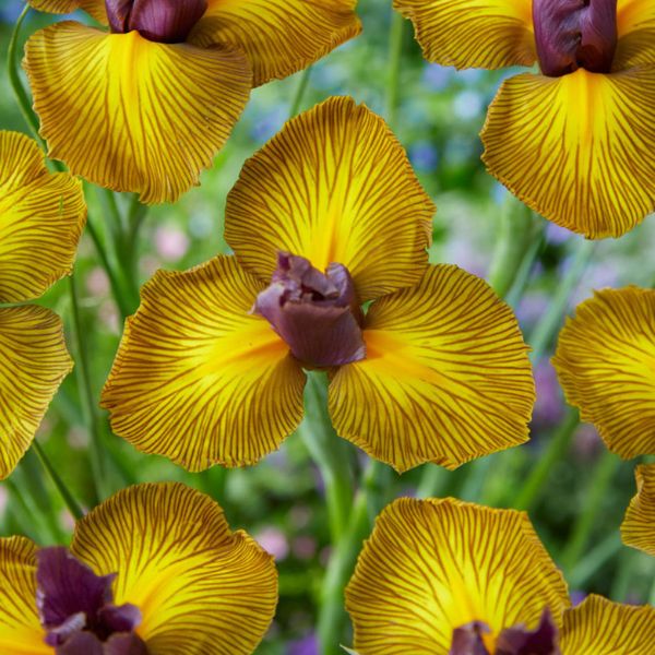 Picasso Dutch Iris
