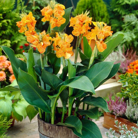 Picasso Canna Lily in Pot