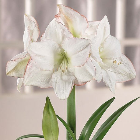 Picotee Amaryllis - Bulbs - Nature Hills Nursery - Single Pack - 