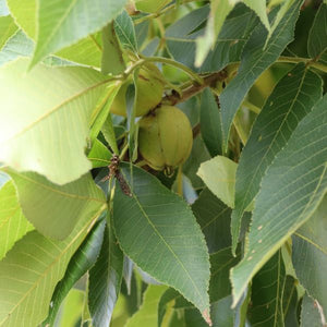 Pignut Hickory Tree - Nature Hills Nursery - #3 Container 1 - 2 Feet - 