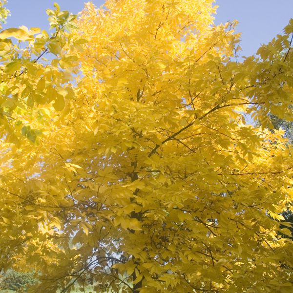 Pignut Hickory Tree Fall Colors