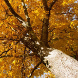 Pignut Hickory Tree Trunk Structure