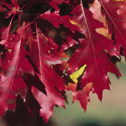 Pin Oak Tree (Quercus palustris) growing in a garden landscape, showing mature tree form.