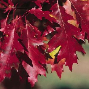 Pin Oak Tree (Quercus palustris) growing in a garden landscape, showing mature tree form.