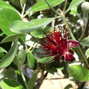 Pineapple Guava Tree - Nature Hills Nursery - #1 Container - 