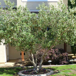 Pineapple Guava Tree - Nature Hills Nursery - #1 Container - 