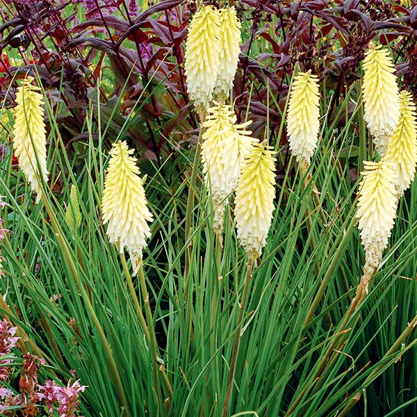Pineapple Popsicle&trade; Dwarf Poker - Nature Hills Nursery - #1 Container - 
