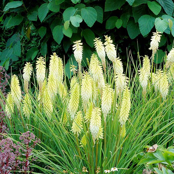 Pineapple Popsicle&trade; Dwarf Poker - Nature Hills Nursery - #1 Container - 