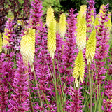 Pineapple Popsicle&trade; Dwarf Poker - Nature Hills Nursery - #1 Container - 