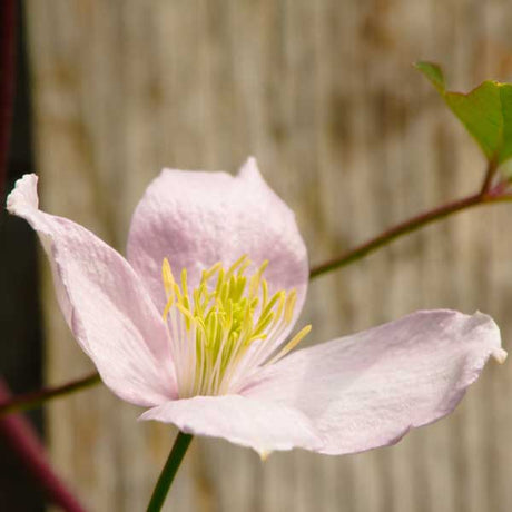 Pink Anemone Clematis - Nature Hills Nursery - Quart Container - 