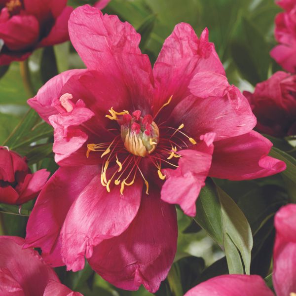 Pink Ardour Peony - Nature Hills Nursery - Bare Root Peony - 