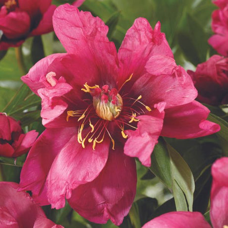 Pink Ardour Peony - Nature Hills Nursery - Bare Root Peony - 