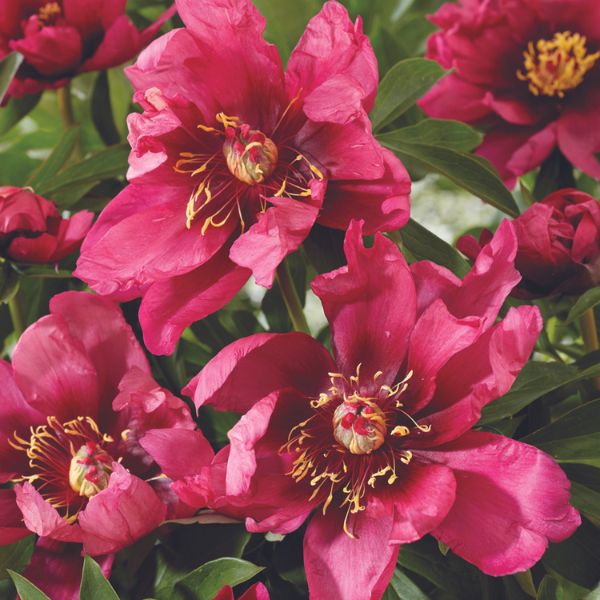 Pink Ardour Peony - Nature Hills Nursery - Bare Root Peony - 
