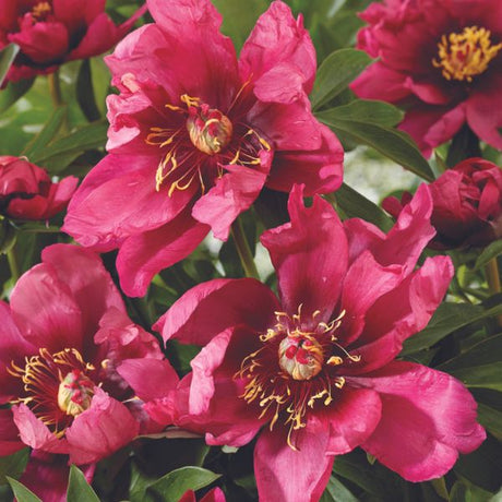 Pink Ardour Peony - Perennial - Nature Hills Nursery - 