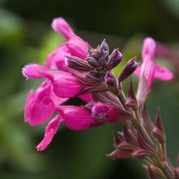 Pink Autumn Sage Salvia - Nature Hills Nursery - #5 Container - 