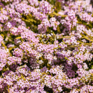 Pink Breath of Heaven - Nature Hills Nursery - #1 Container - 