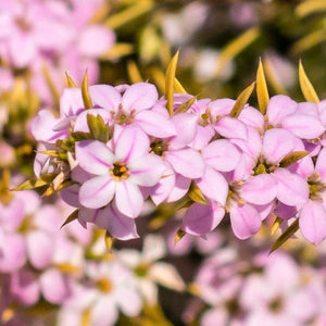 Pink Breath of Heaven - Nature Hills Nursery - #1 Container - 