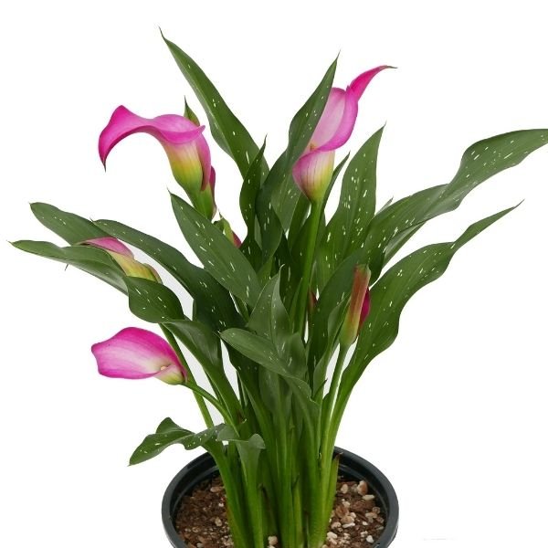 Pink Calla Lily - Nature Hills Nursery - #1 Container 2 Pack - 