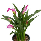 Pink Calla Lily - Nature Hills Nursery - #1 Container 2 Pack - 