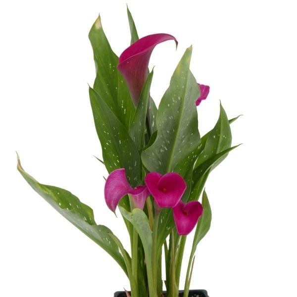 Pink Calla Lily - Nature Hills Nursery - #1 Container 2 Pack - 