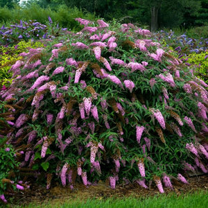 Pink Cascade Butterfly Bush - Nature Hills Nursery - #3 Container - 