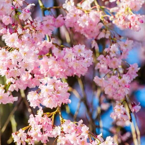 Pink Cascade&reg; Weeping Cherry Tree - Nature Hills Nursery - #15 Container 5 - 6 Feet - 