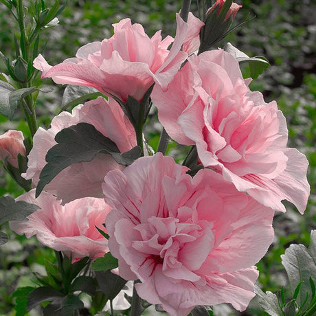 Pink Chiffon&reg; Rose of Sharon Shrub