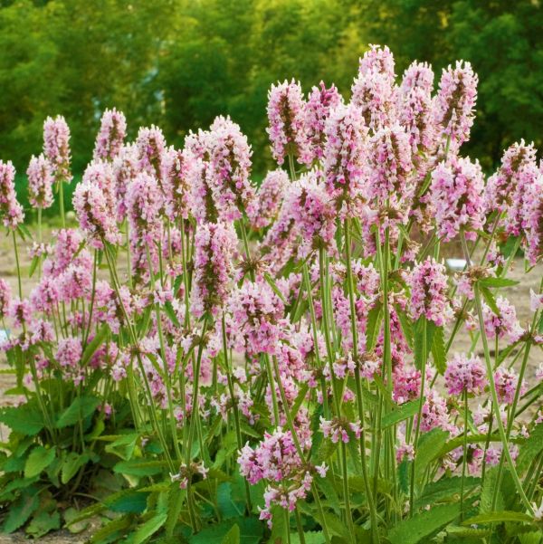 Pink Cotton Candy Betony - Nature Hills Nursery - #1 Container - 
