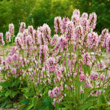 Pink Cotton Candy Betony - Nature Hills Nursery - #1 Container - 
