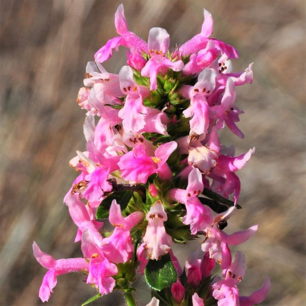 Pink Cotton Candy Betony - Nature Hills Nursery - #1 Container - 