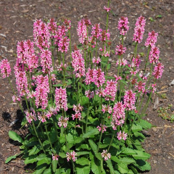 Pink Cotton Candy Betony - Nature Hills Nursery - #1 Container - 