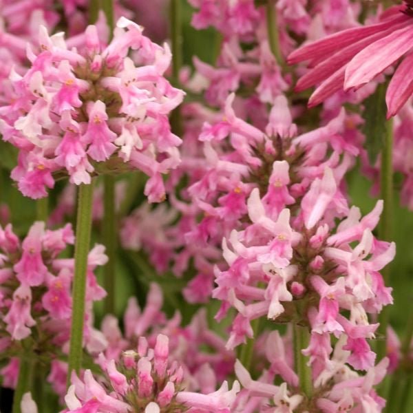 Pink Cotton Candy Betony - Nature Hills Nursery - #1 Container - 
