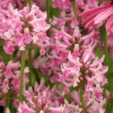 Pink Cotton Candy Betony - Nature Hills Nursery - #1 Container - 