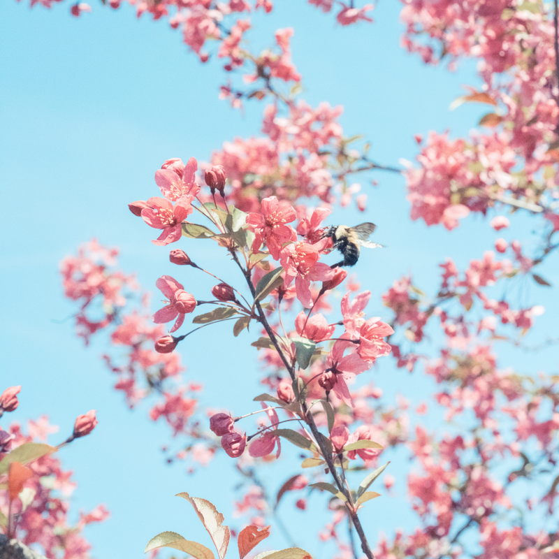 Branches of vibrant pink crabapple blossoms extending into a clear, light blue sky, featuring a bumblebee pollinating a flower.