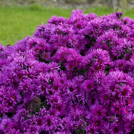 Pink Crush New England Aster - Perennial - Nature Hills Nursery - 1 Container - 