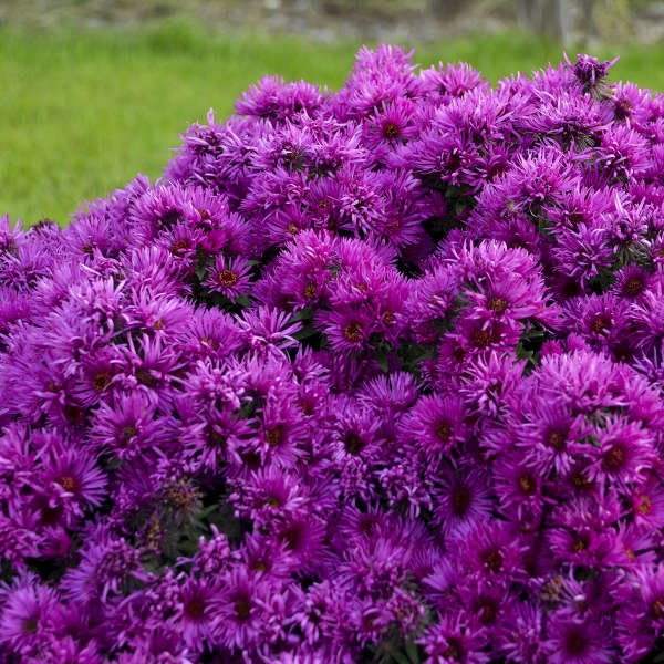 Pink Crush New England Aster - Perennial - Nature Hills Nursery - 1 Container - 