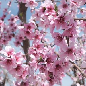 Pink Diamond Peach Tree - Nature Hills Nursery - Paper Pot 4 - 5 Feet - 