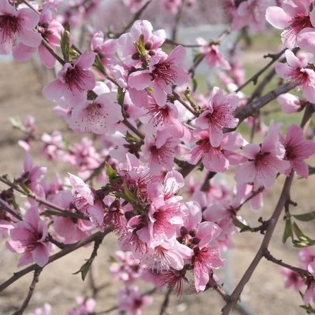 Pink Diamond Peach Tree - Nature Hills Nursery - Paper Pot 4 - 5 Feet - 